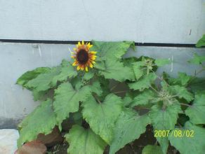 �˿����亹�ķ�����Ƶ�������ձ�ԭ�糤֮�޾ٱ��м�ί�������Ļ���׻���7000��...